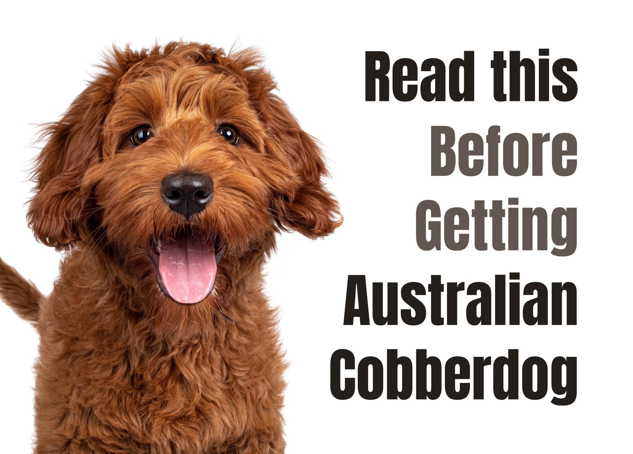 Australian fashion cobberdog