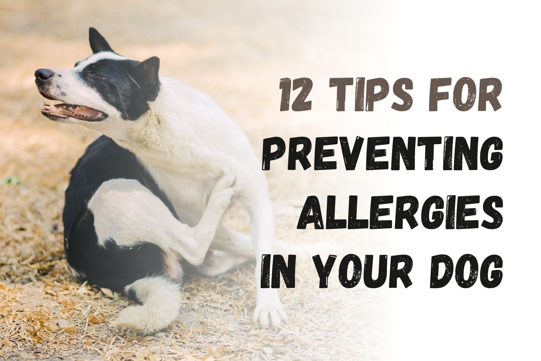 How To Prevent Allergies In Your Dog: 12 Useful Tips