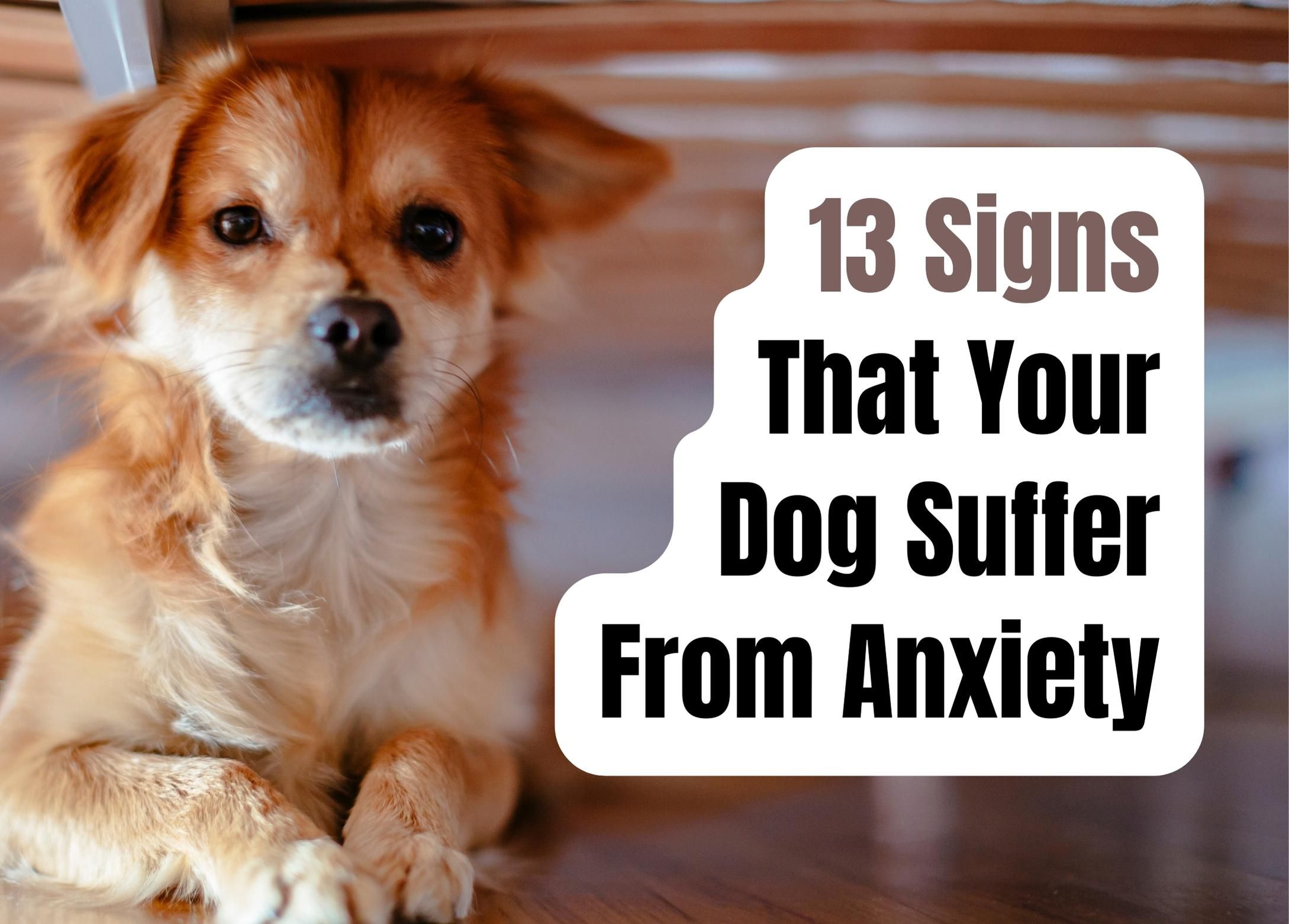 Image showcasing How to Recognize and Alleviate Anxiety in Your Dog: 13 Key Signs