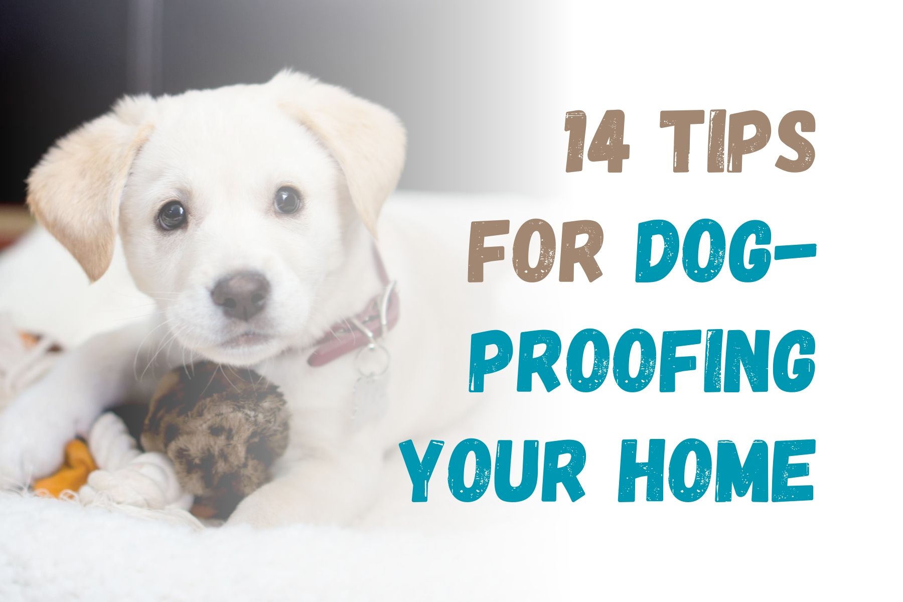 How to DogProof Your Home 14 Essential Tips