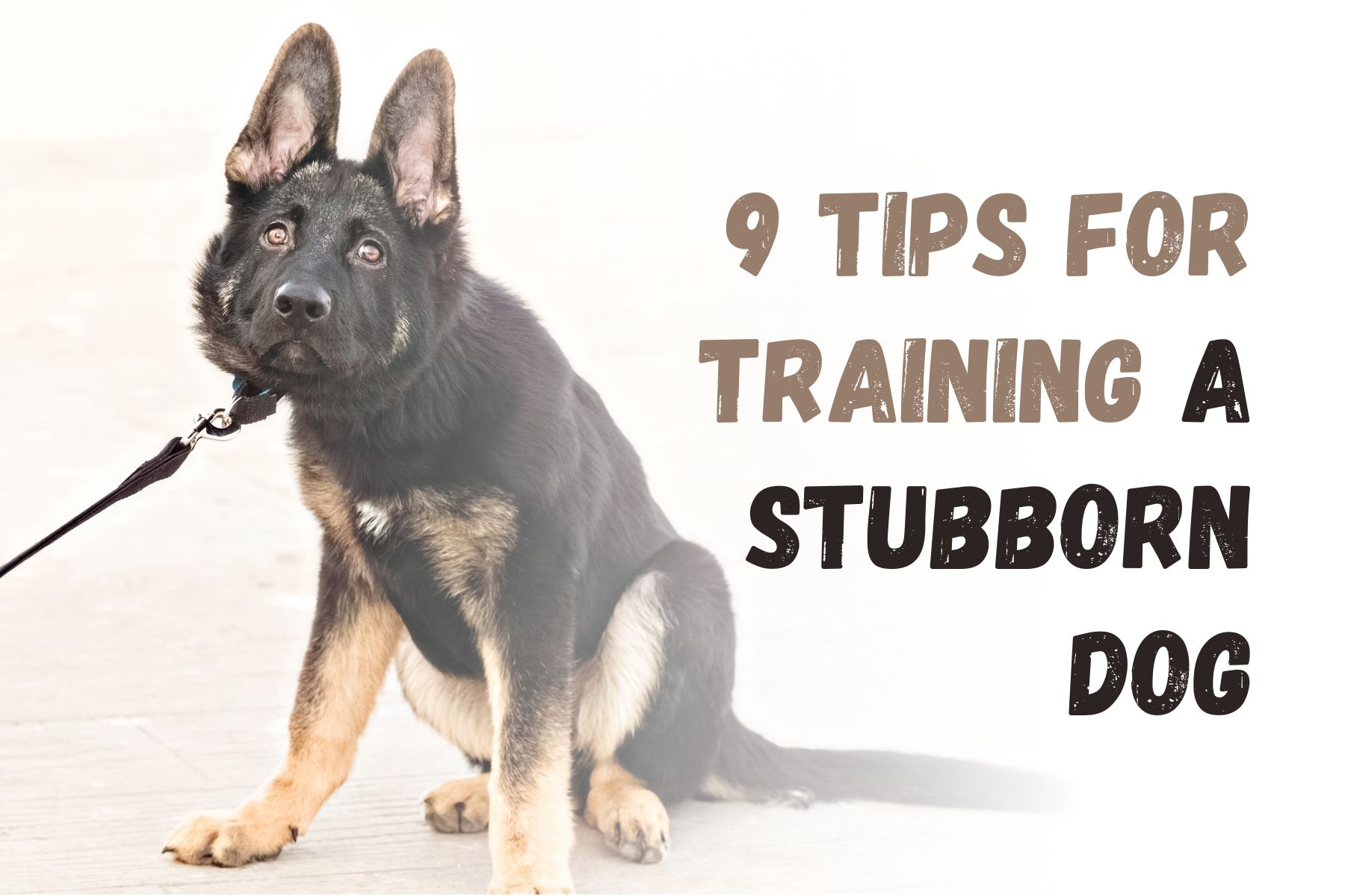 How to Train a Stubborn Dog 9 Effective Tips