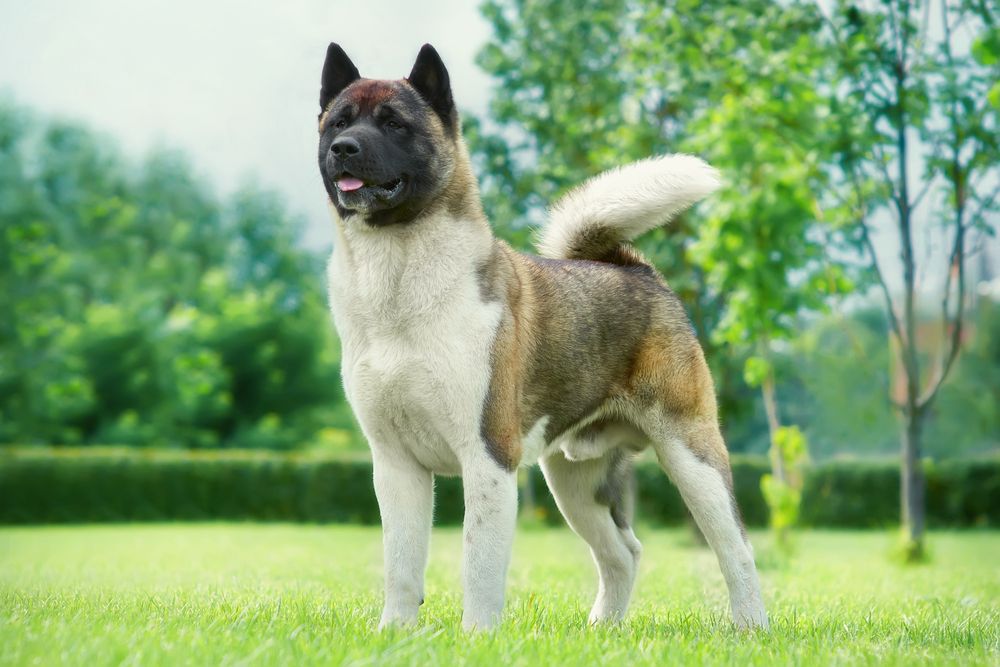 American Akita