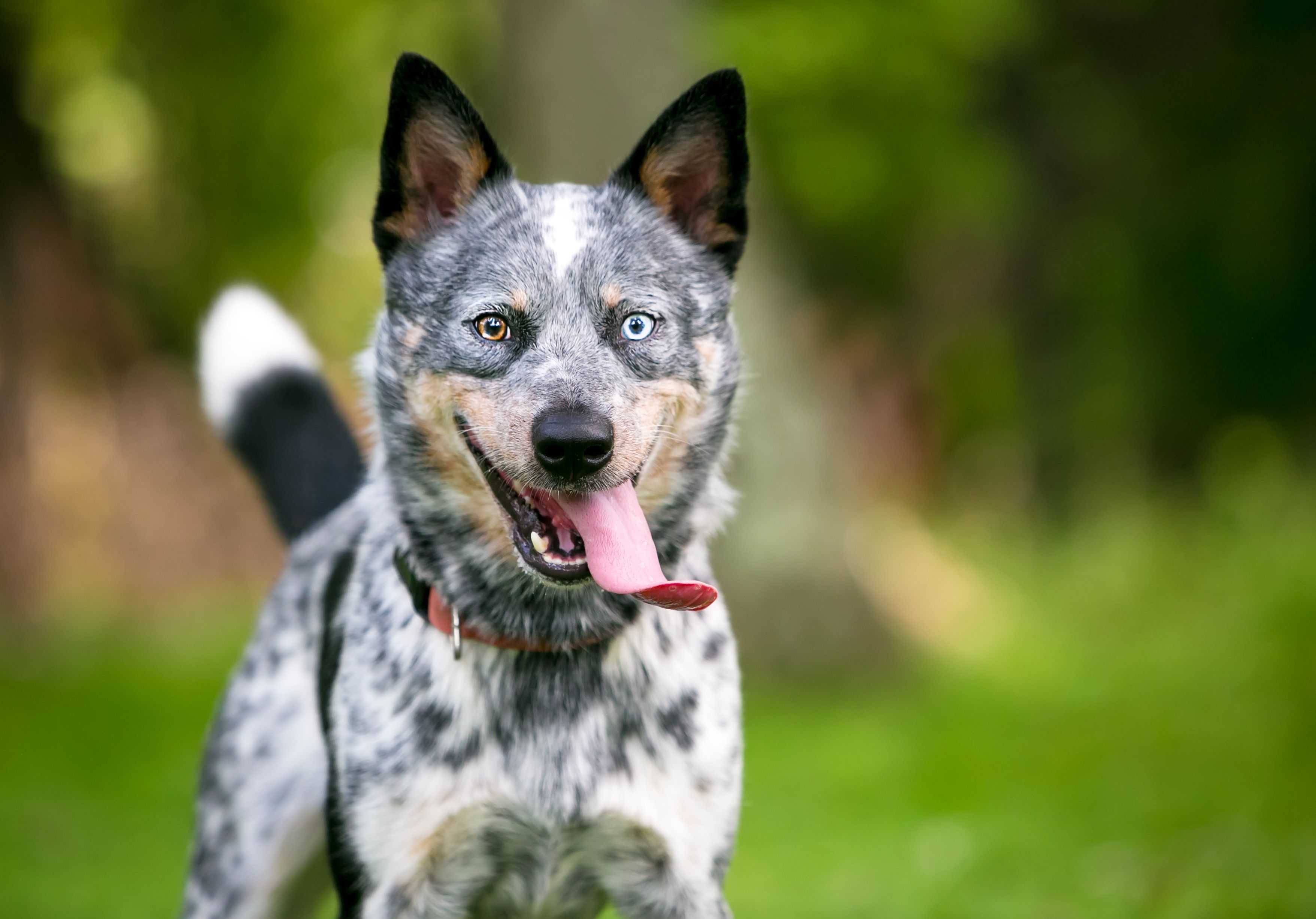 Australian Cattle Dog.jpg