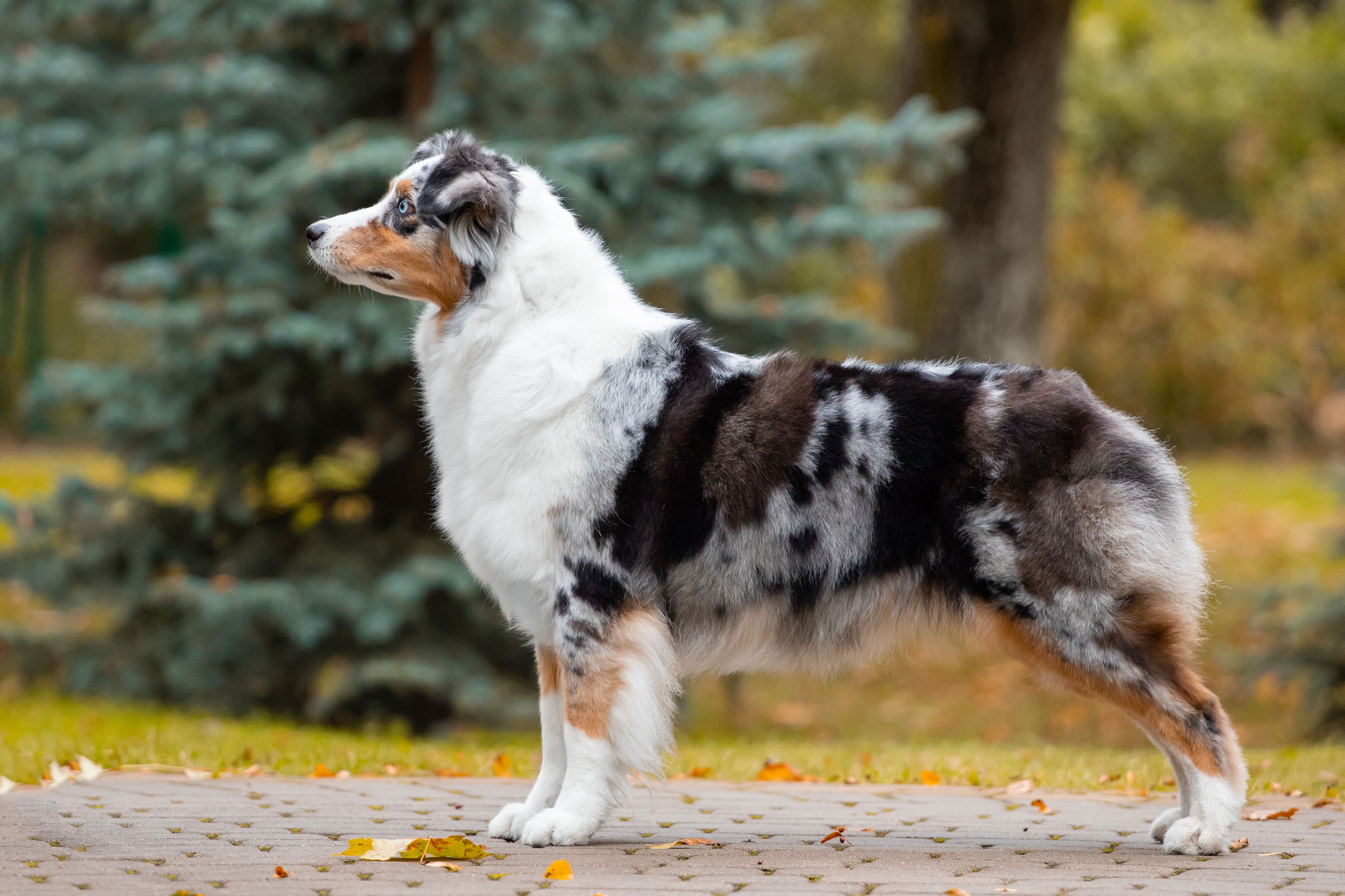 Australian Shepherd.jpg