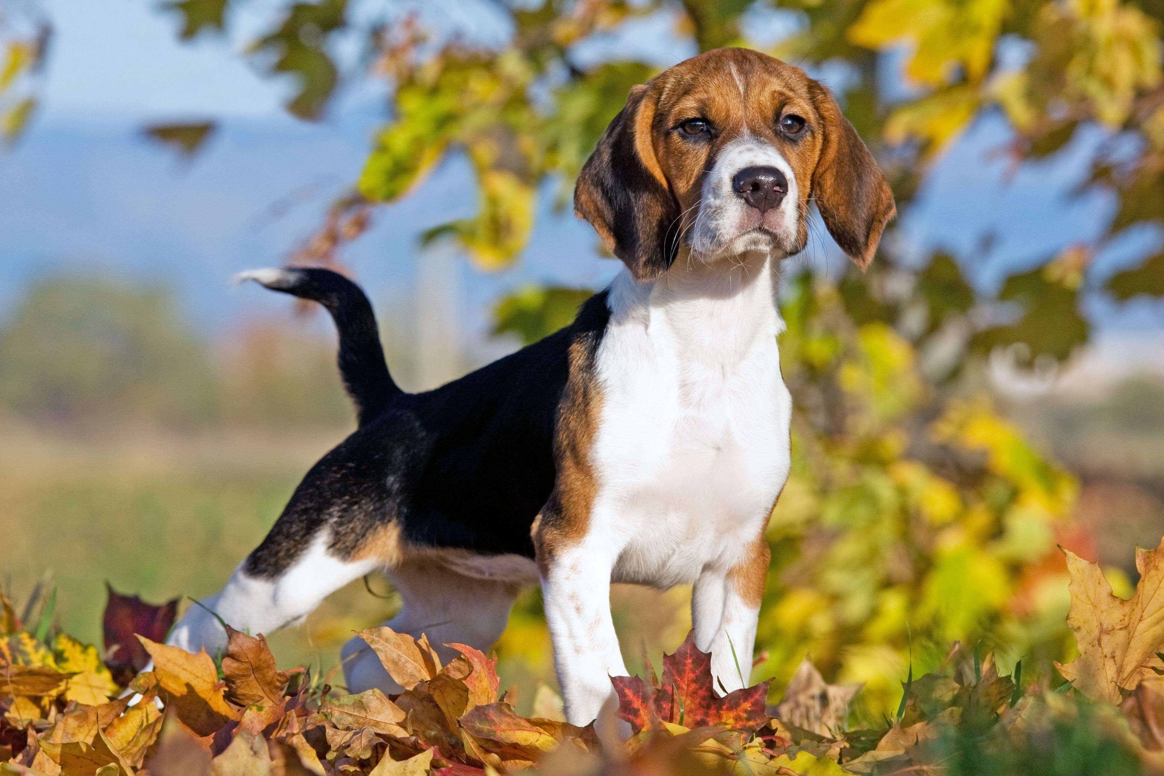 Beagle.jpg