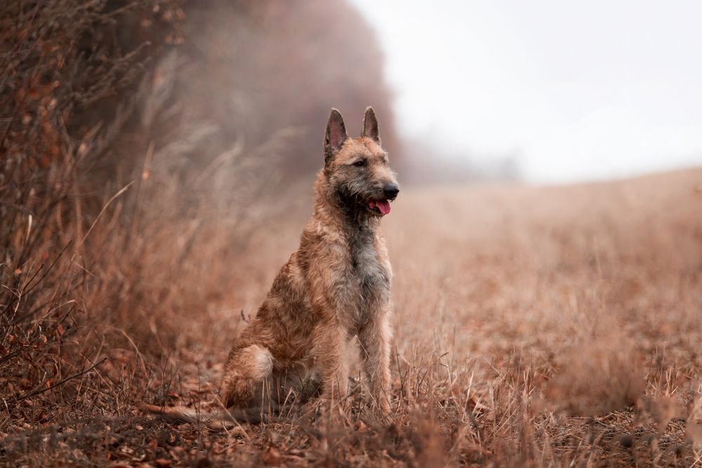  Belgian Malinois