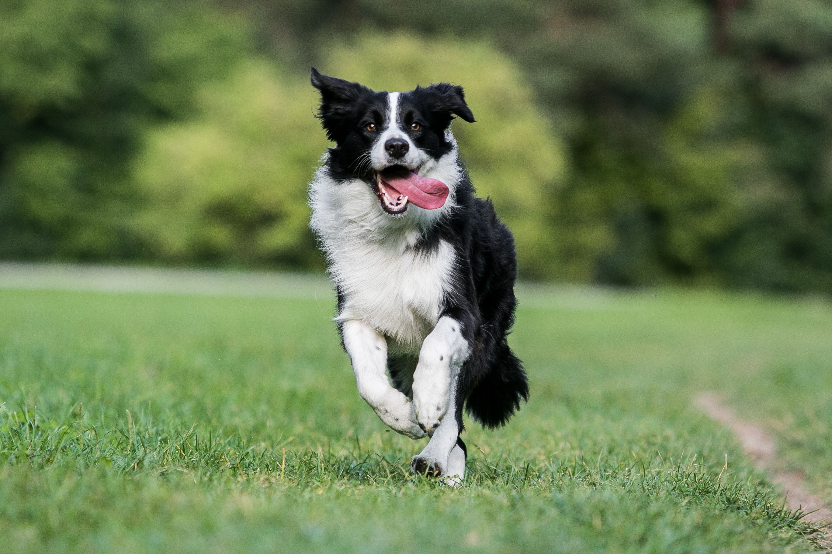 are border collies the most intelligent dogs