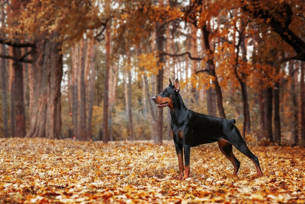 Doberman Pinscher