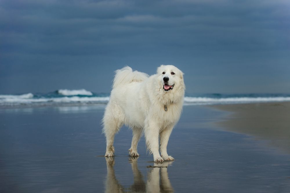  Great Pyrenees