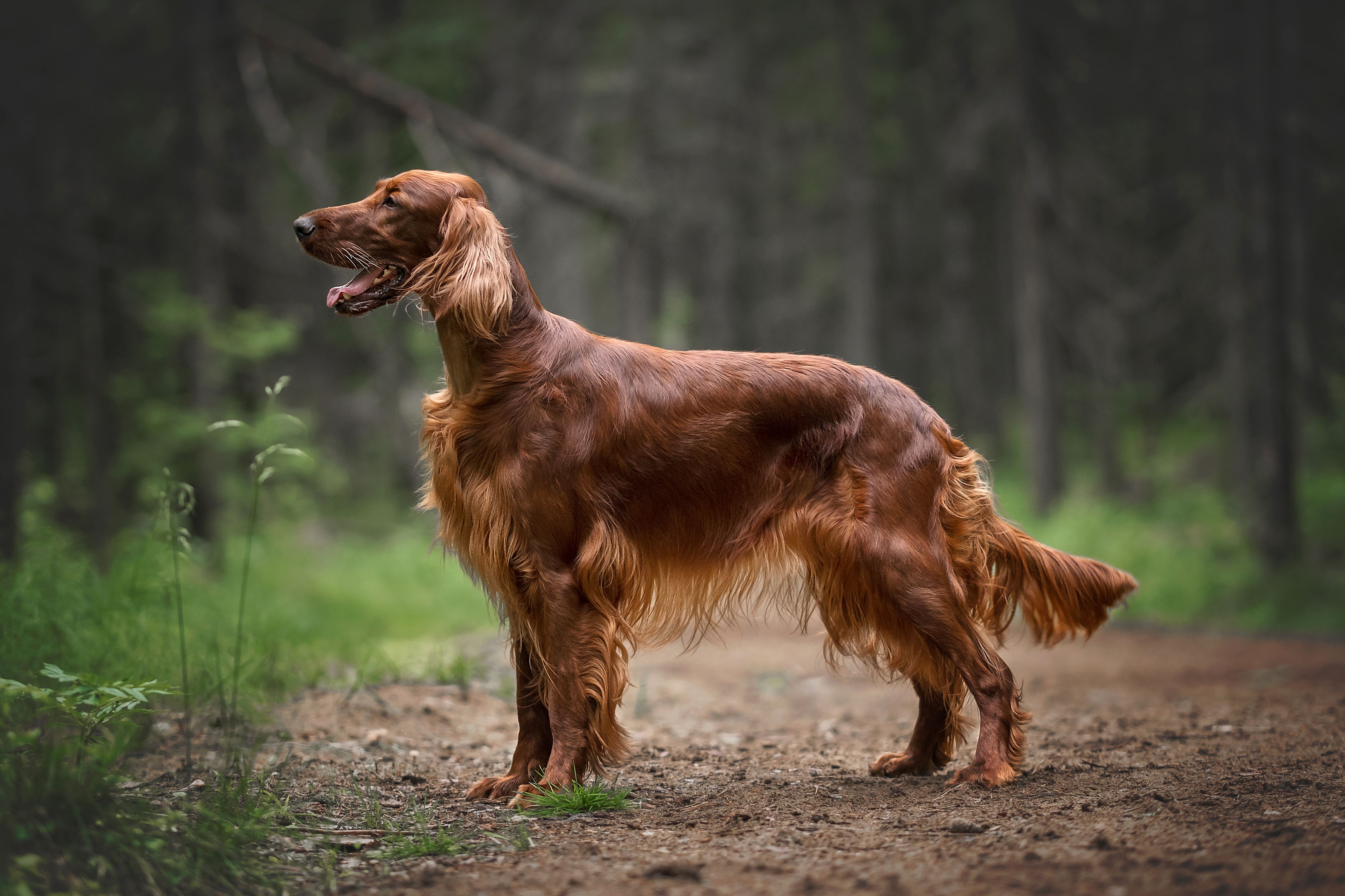 Irish Setter.jpg