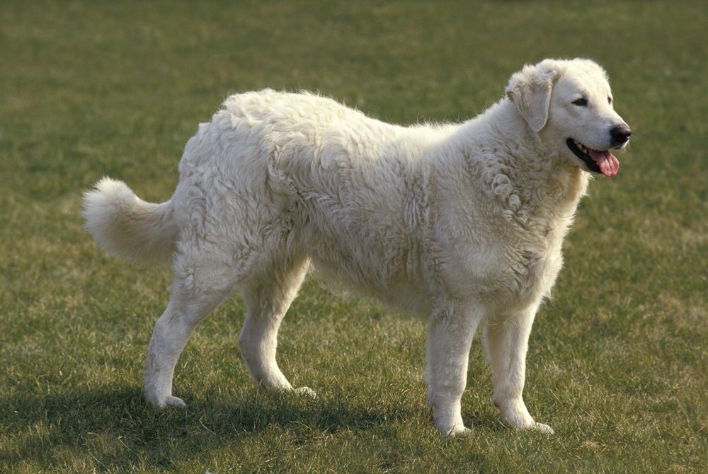 Kuvasz