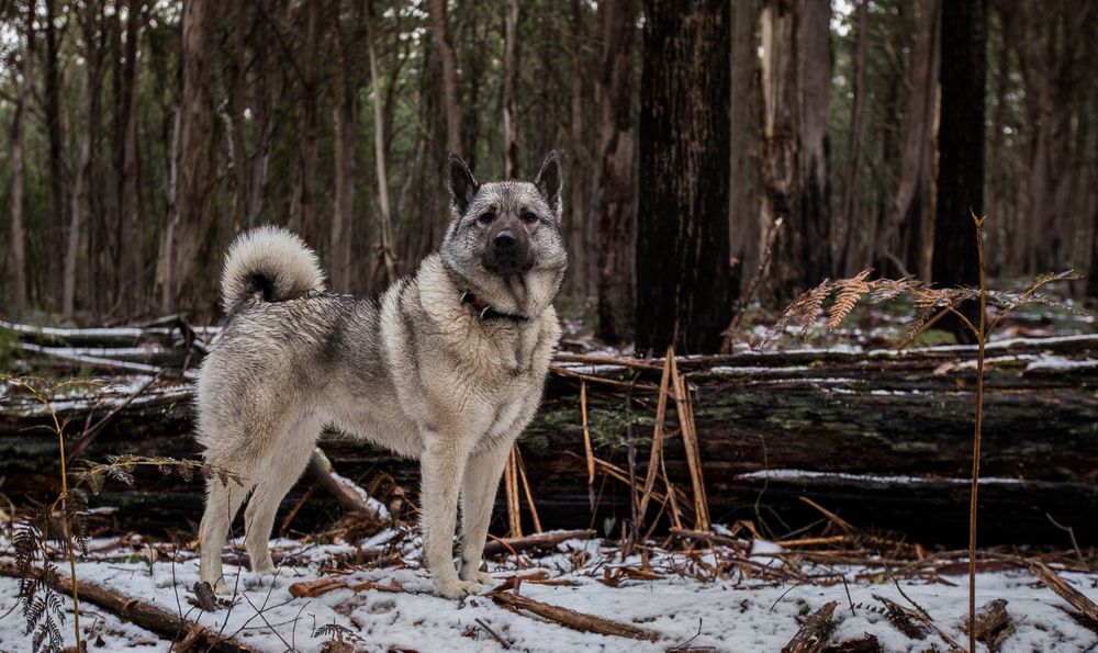 Norwegian Elkhound