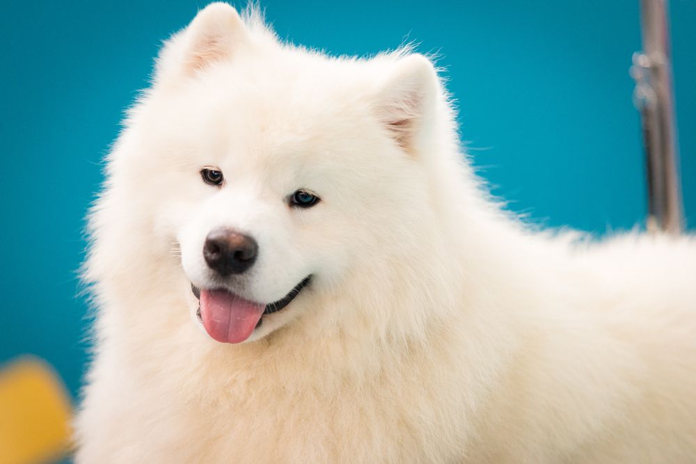 Samoyed