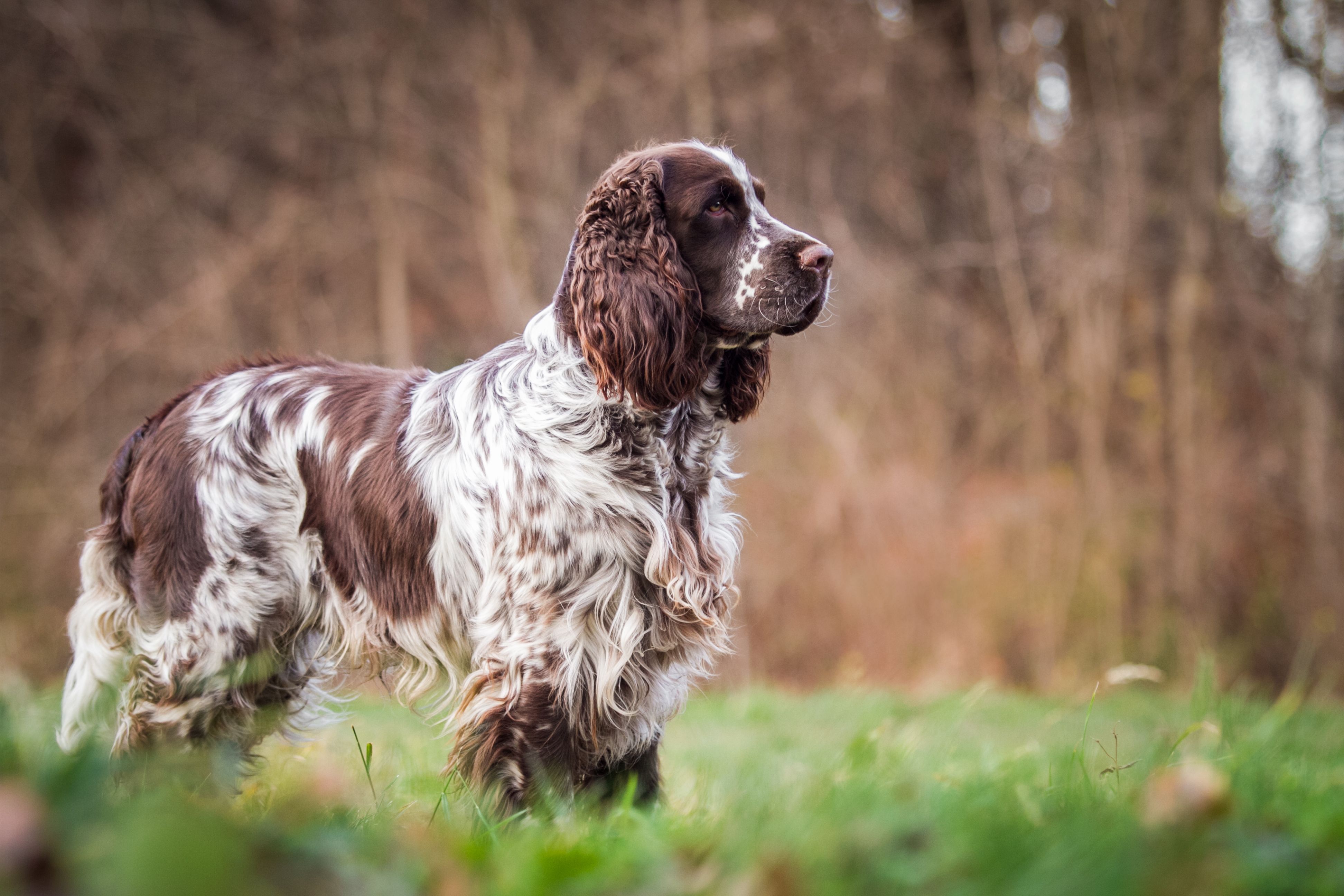 Springer Spaniel.jpg