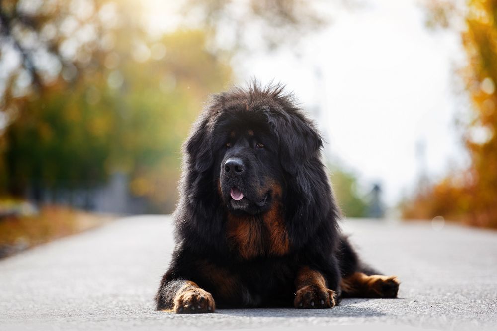 Tibetan Mastiff