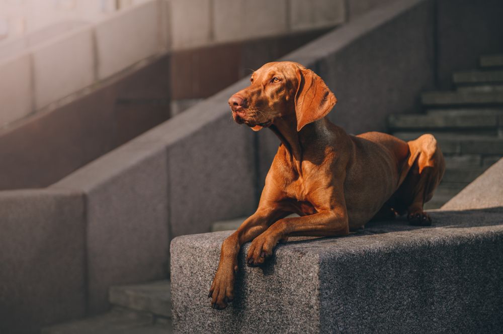 13 Big Dog Breeds WellSuited for Hot Climates