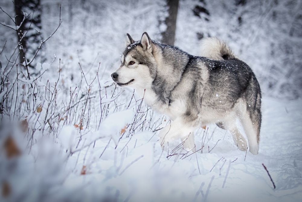 Alaskan Malamute