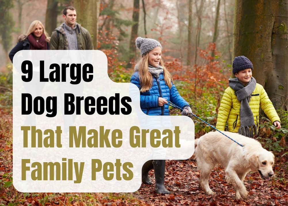 9 Large Dog Breeds That Make Great Family Pets