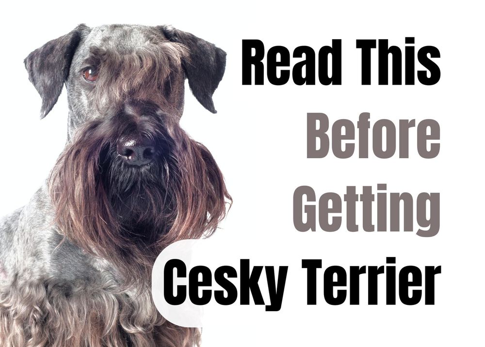 what does a cesky terrier look like