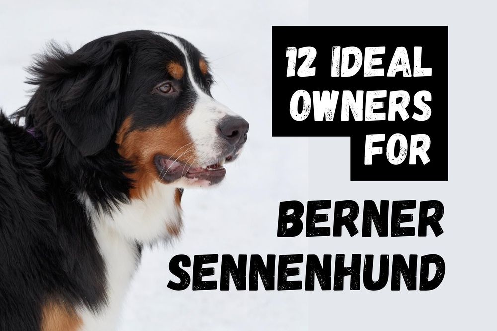 10 Things to a Berner Sennenhund