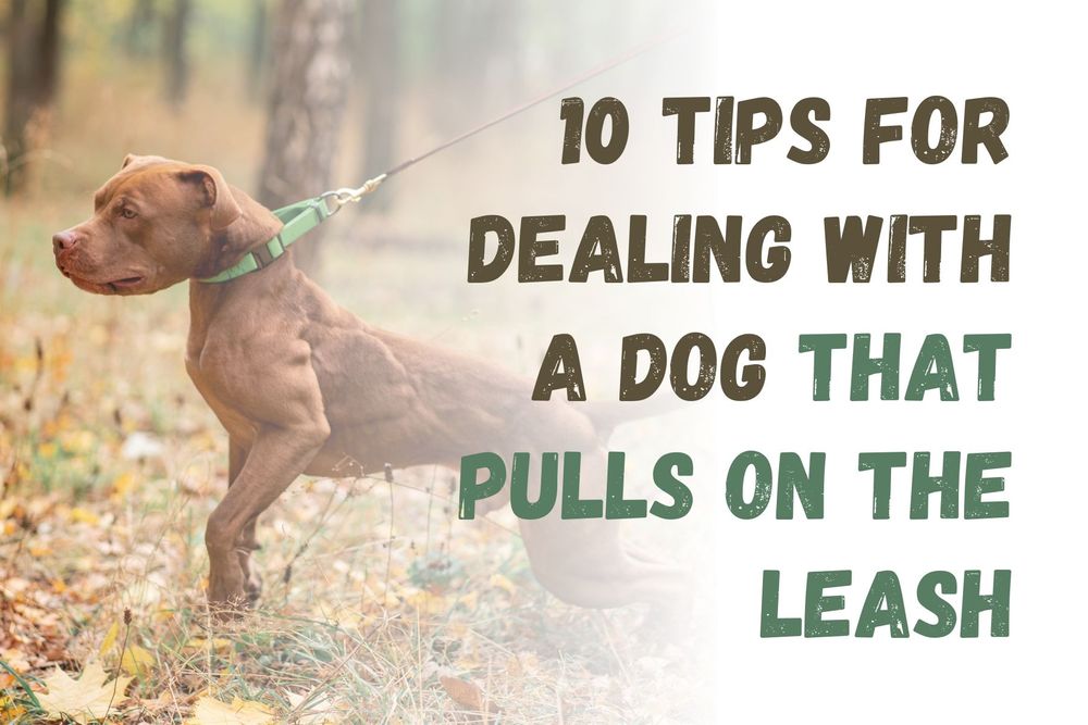 10 Tips for Dealing With a Dog That Pulls on the Leash