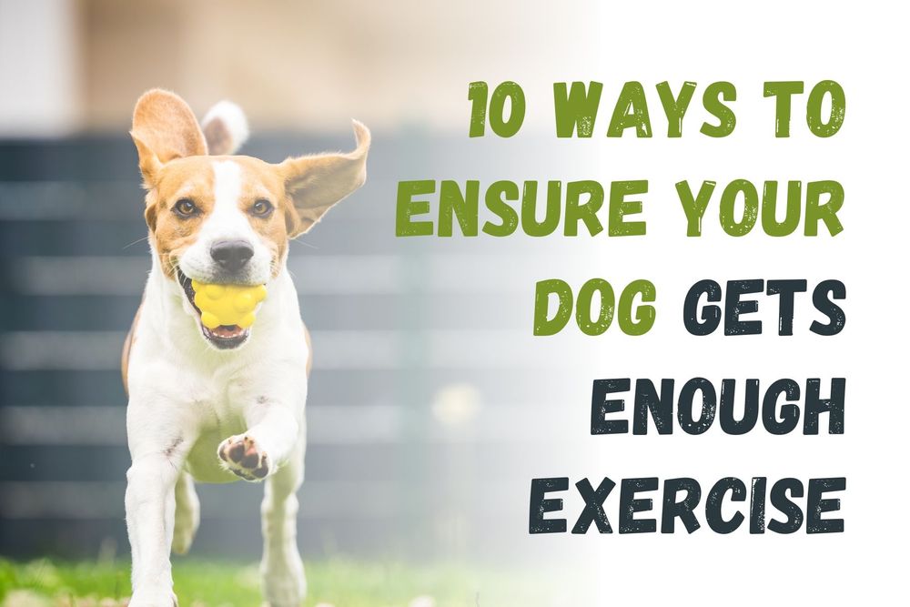 10 Ways to Ensure Your Dog Gets Enough Exercise