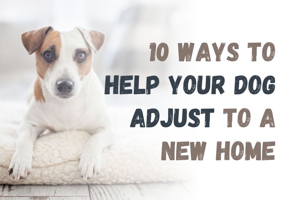 how long does it take a puppy to adjust to a new home