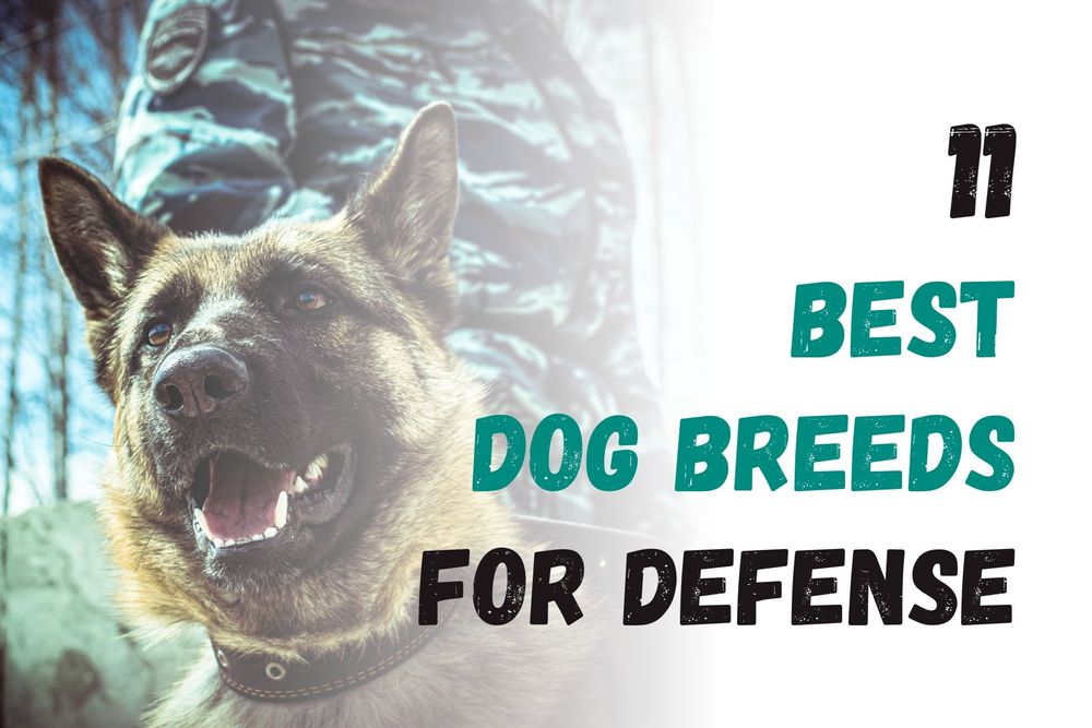 11 Best Dog Breeds For Defense