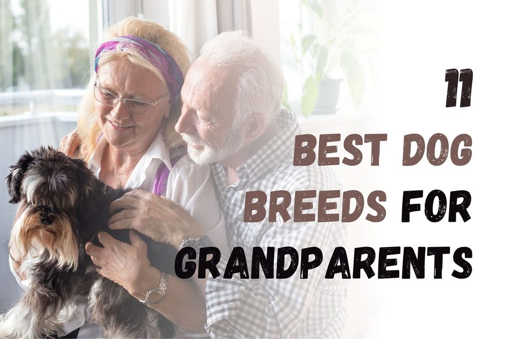 11 Best Dog Breeds For Grandparents