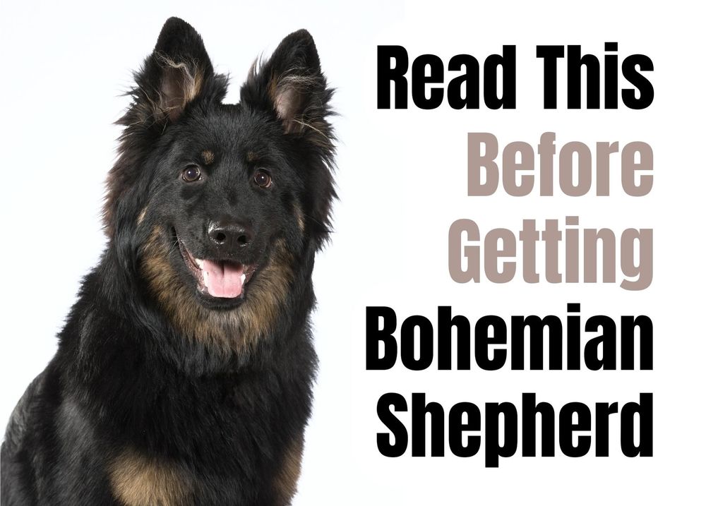 is a bohemian shepherd a good pet