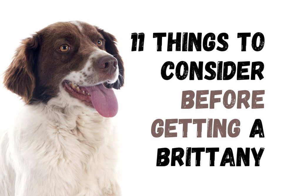 11 Things To Consider Before Getting A Brittany Dog