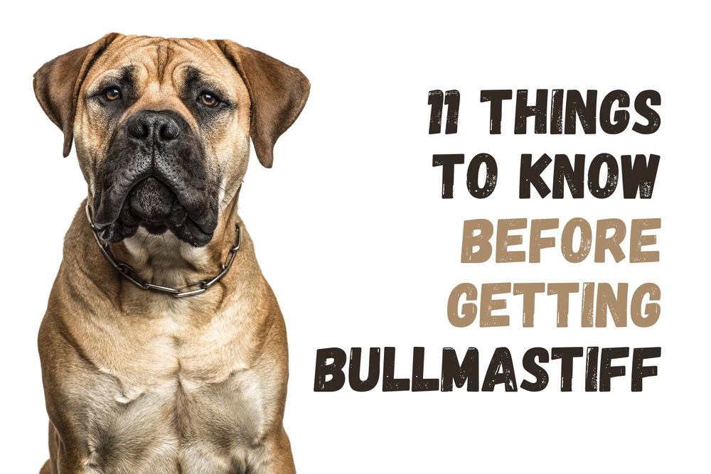 are bullmastiff noisy