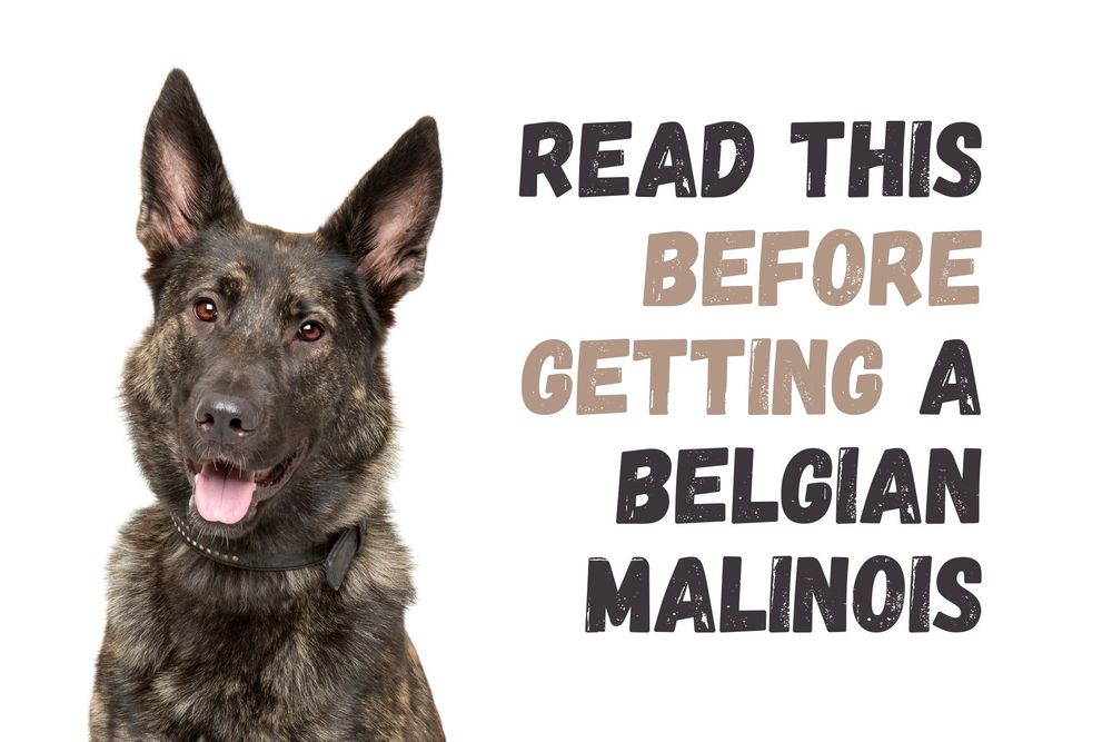 11 Things to Know Before Getting a Belgian Malinois