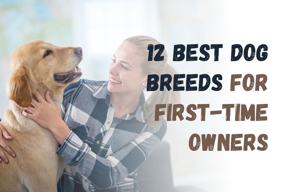 12 Best Dog Breeds for Firsttime Owners