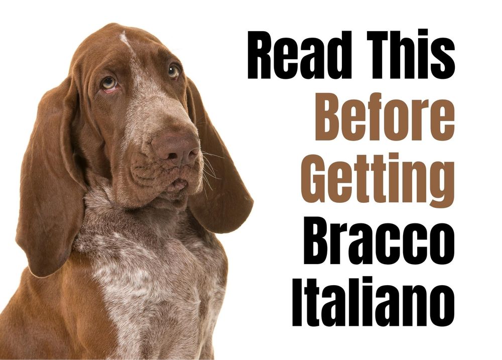 how do bracco italiano hunt