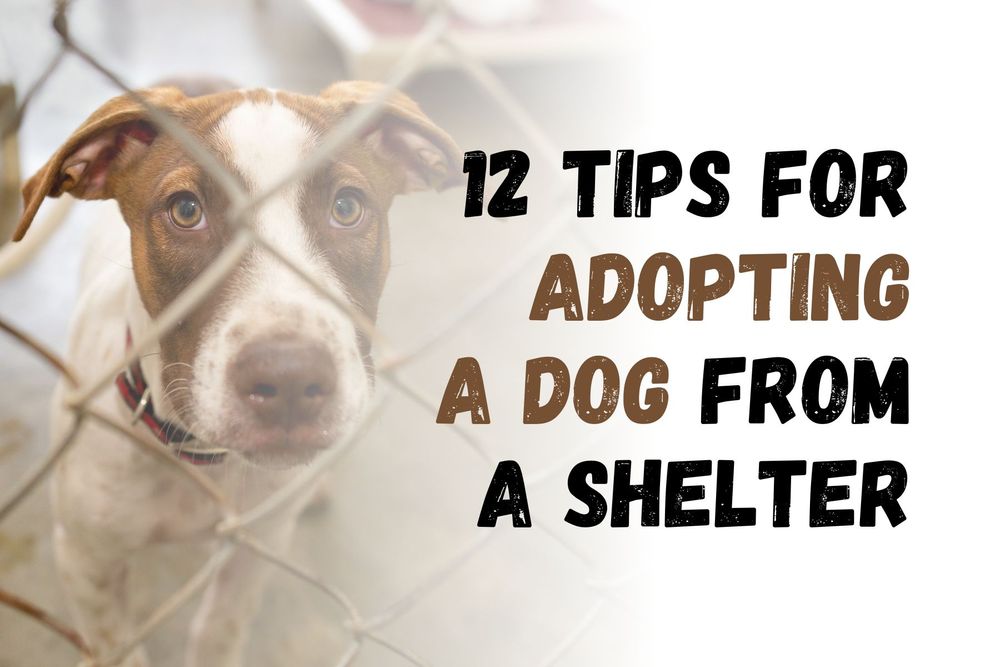 12-tips-for-adopting-a-rescue-dog