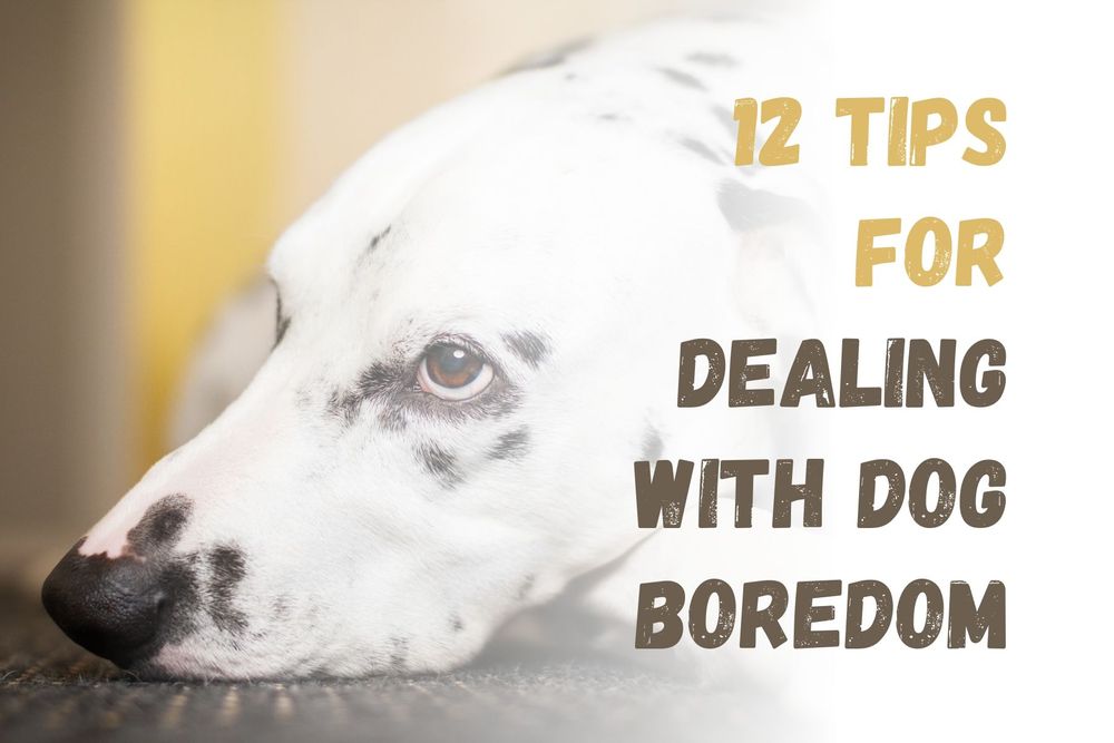 12 Tips for Dealing With Dog Boredom