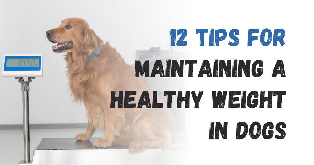 12 Tips for Managing your Dog's Weight and Preventing Obesity