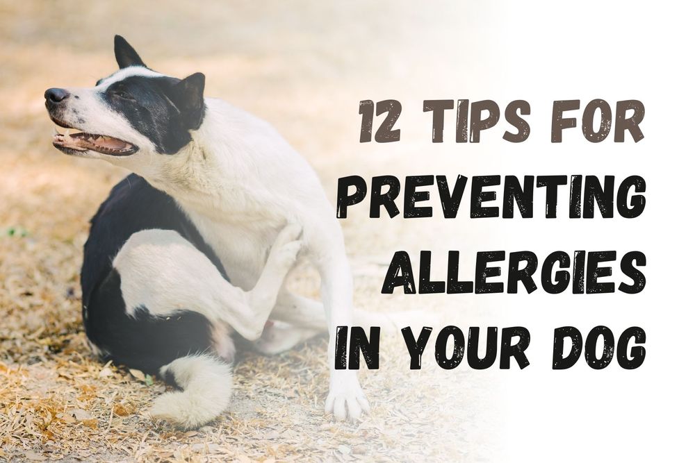 12 Tips for Preventing Allergies in Your Dog