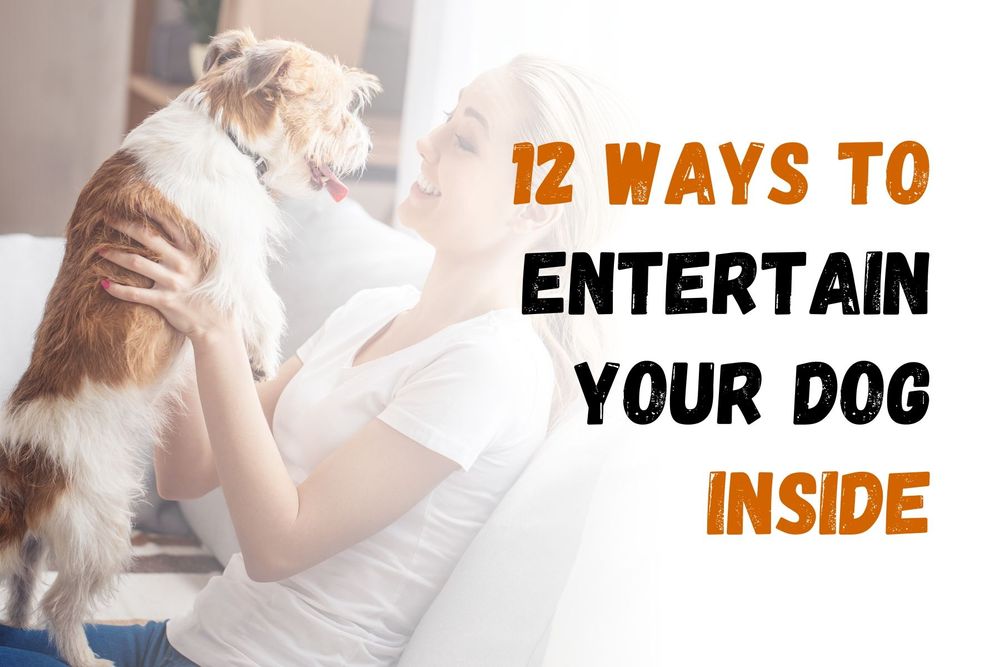12 Ways to Keep Your Dog Entertained Indoors