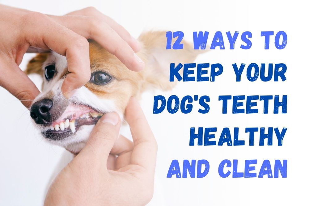 12 Ways to Keep Your Dog's Teeth Healthy and Clean