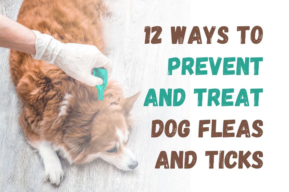 12 Ways to Prevent and Treat Dog Fleas and Ticks