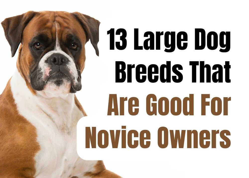 13 Large Dog Breeds That Are Good For Novice Owners