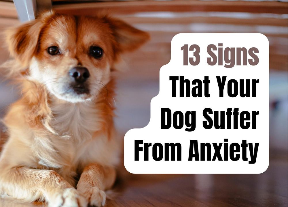 13 Signs That Your Dog May Be Suffering From Anxiety and How to Help