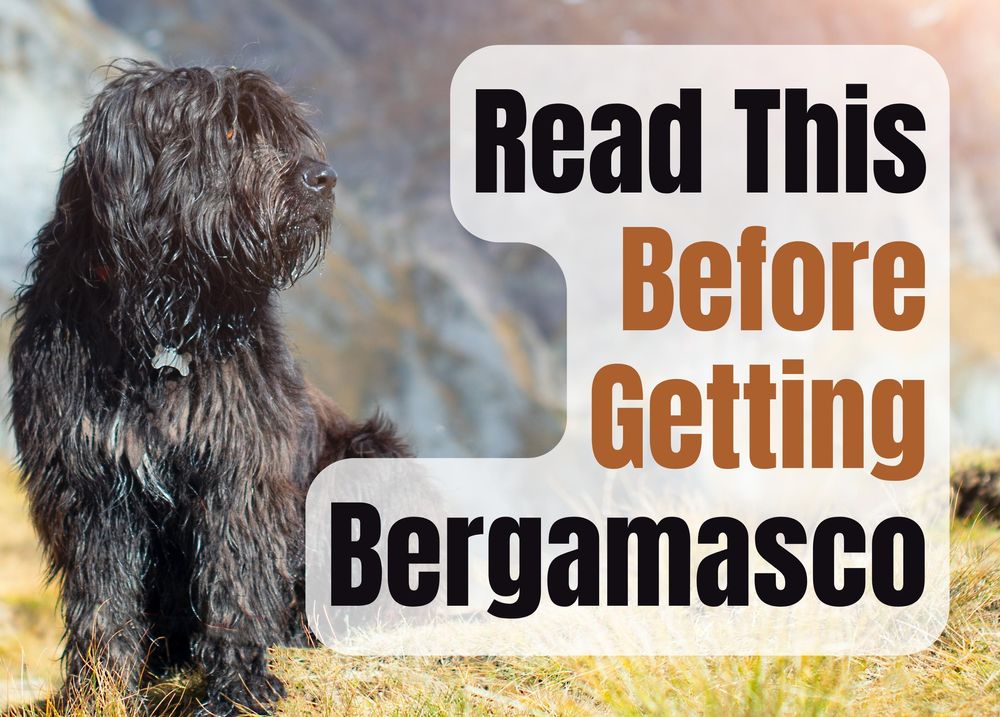 how often should you walk your bergamasco shepherd puppy