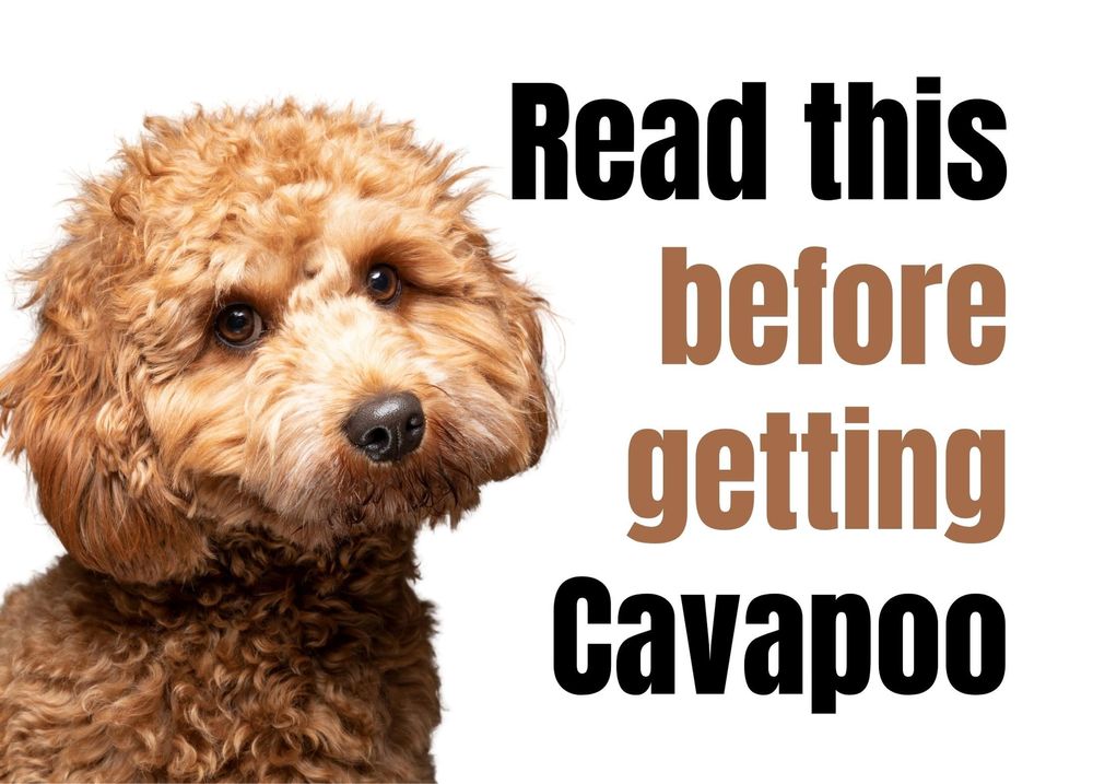 13 Things to Consider Before Buying a Cavapoo Puppy