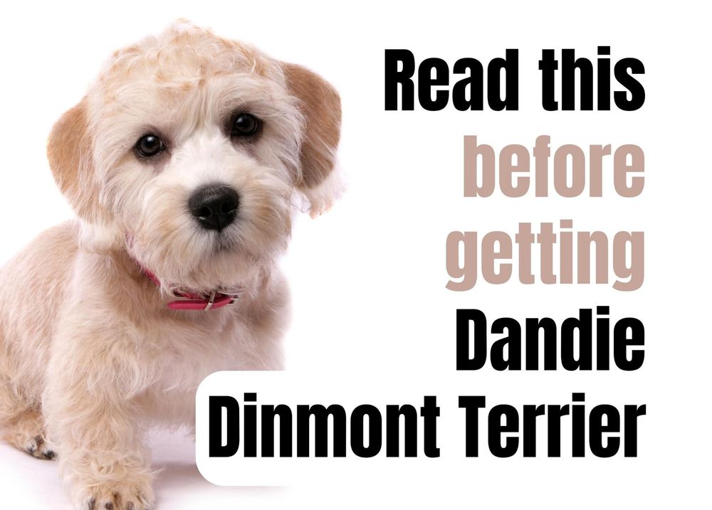Are Dandie Dinmont Terrier Good With Kids