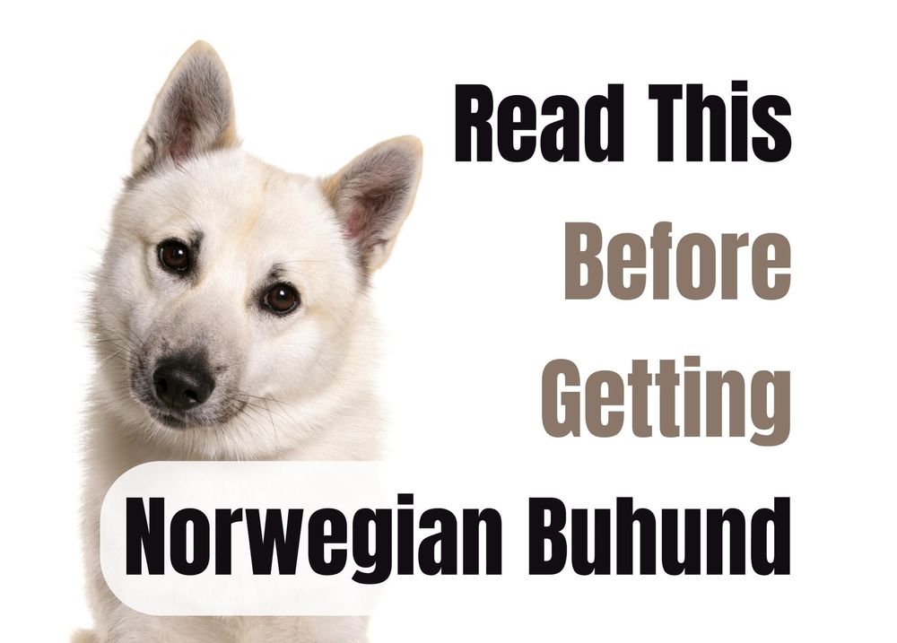 norwegian buhund is ill with gastrointestinal signs
