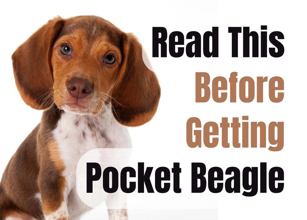 13 Things to Consider Before Buying a Pocket Beagle Puppy
