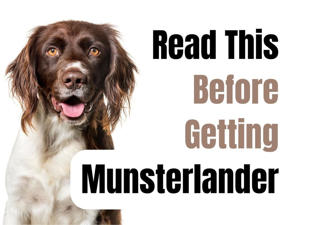 Munsterlander puppies hot sale